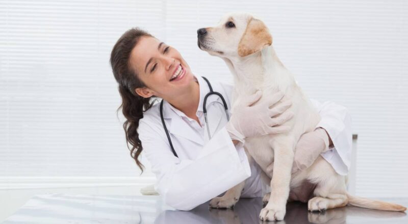 Clinique Veterinaire